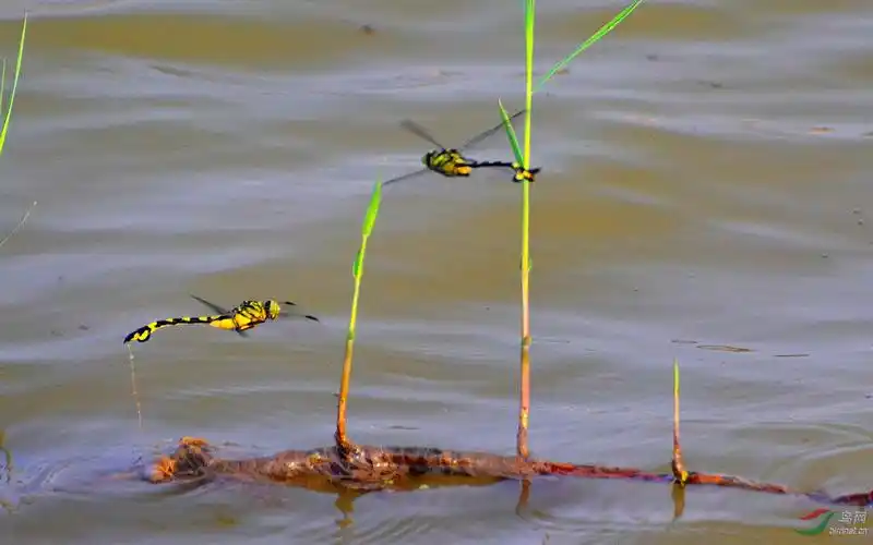 大蜻蜓产卵