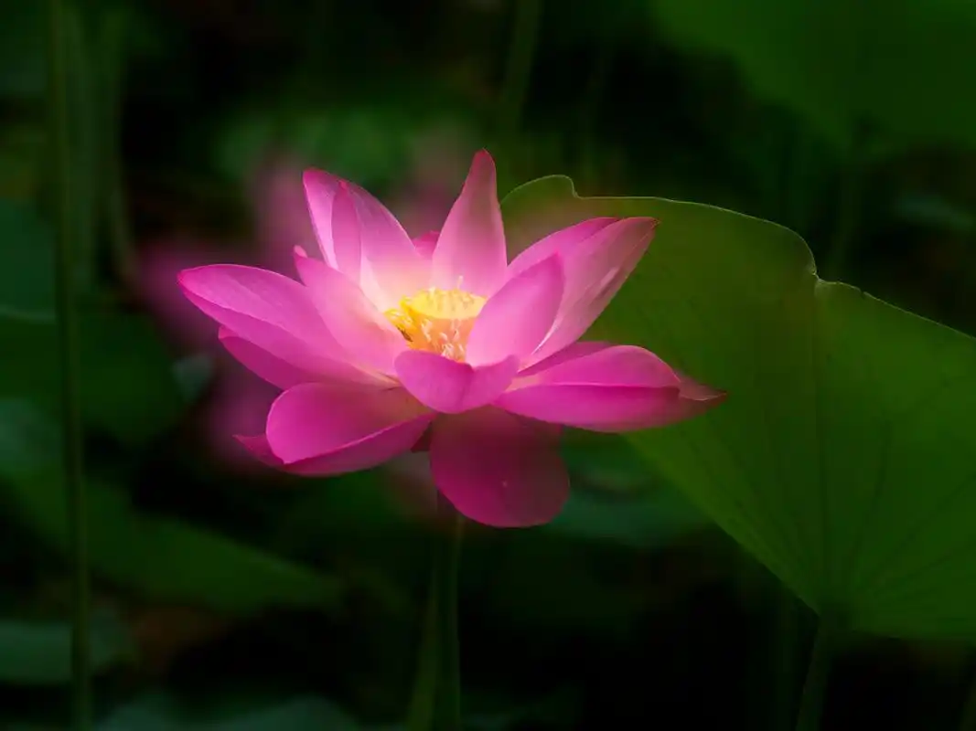 莲花跟荷花是不是同一种花,有什么区别,为什么佛教喜欢用莲花?