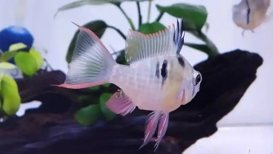 玻利维亚凤凰公母怎么看 - 黑龙江鱼友俱乐部 - cta南美水族