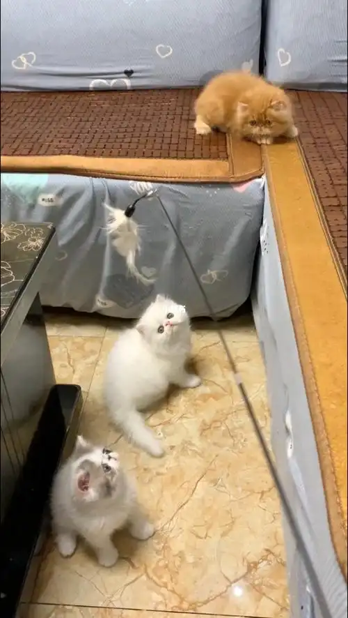 波斯猫猫纯白波斯猫长毛加菲弟弟橘猫蹲新家