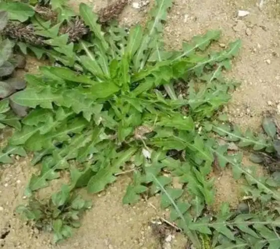 怎样辨识蒲公英的真假