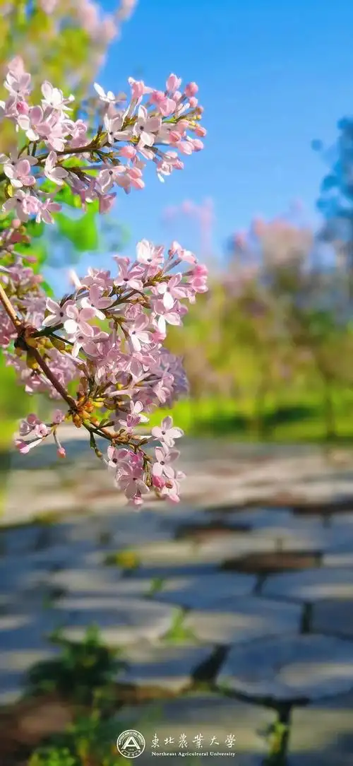 小清新唯美景物图片高清,小清新唯美风景图片,淡雅小清新风景图片