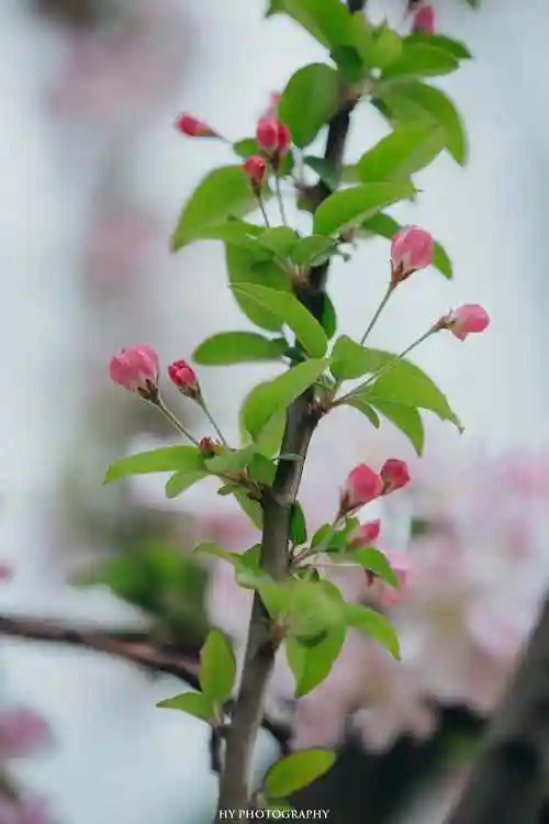 可爱的海棠花花苞手机壁纸