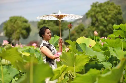 当荷花遇见旗袍