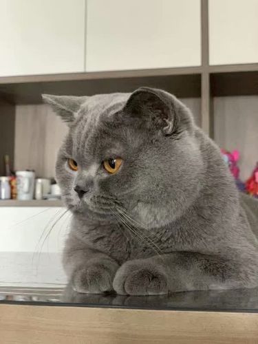 大包子纯种家养宠物猫 cfa双血统英短蓝猫蓝灰色大脸猫五短粗尾巴
