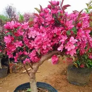 择优农业海棠8年老桩 贵人果盆景海棠开花结果老桩 盆栽地栽