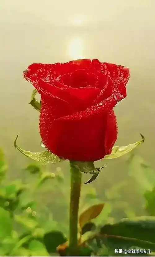 七夕浪漫情人节,玫瑰壁纸(浪漫情人节图片大全) - 趣测网