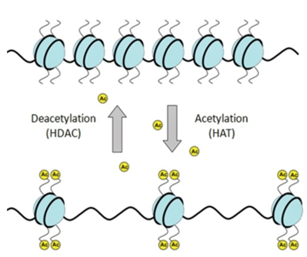 科普翻译后修饰乙酰化