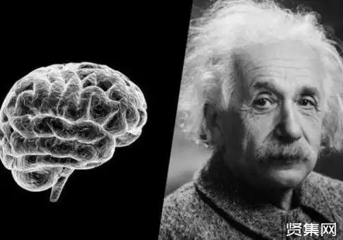爱因斯坦大脑被分割成240块研究43年其大脑顶叶比一般人宽15