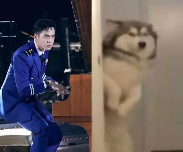 《庆余年》火了,"范闲"主演张若昀为什么被叫做哈士奇?