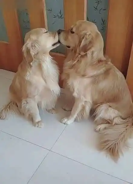 两只金毛当众秀恩爱 大庭广众之下就虐狗 眼前这一幕 让我这单身狗情