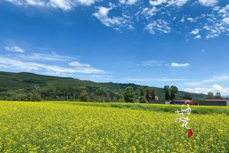 蓝天白云,油菜花海[首发]