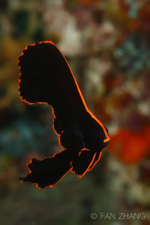 金边蝙蝠鱼和它的小伙伴们