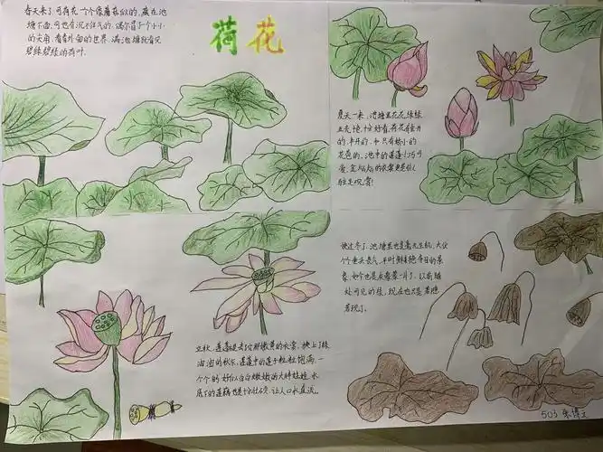 这是我的荷花观察日记,春夏秋冬四季荷花从生长到枯萎的一生