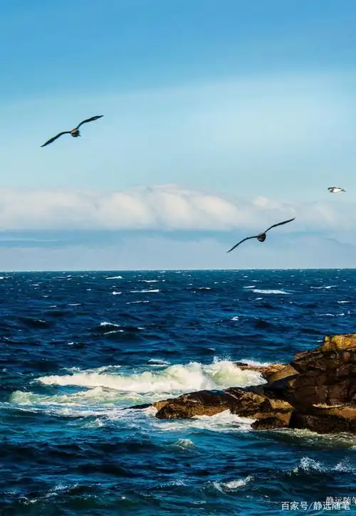 看到这些搏击海浪的海鸥我才明白,这才是大海闯荡者的真实写照.