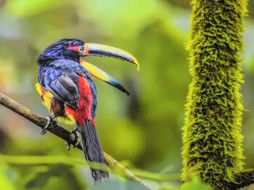 难得一见的世界珍稀鸟类摄影展