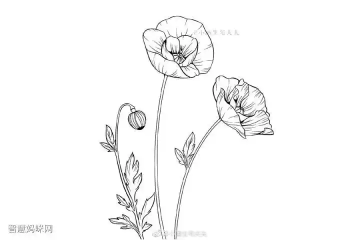 画一株代表死亡的罂粟花 禁毒日简笔画绘画素材