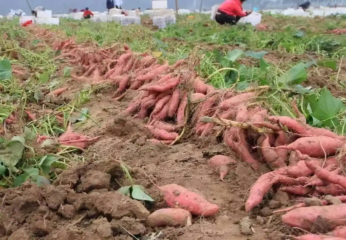 红薯是一种需要精细化管理的作物,在红薯种植的过程中也有很多关键