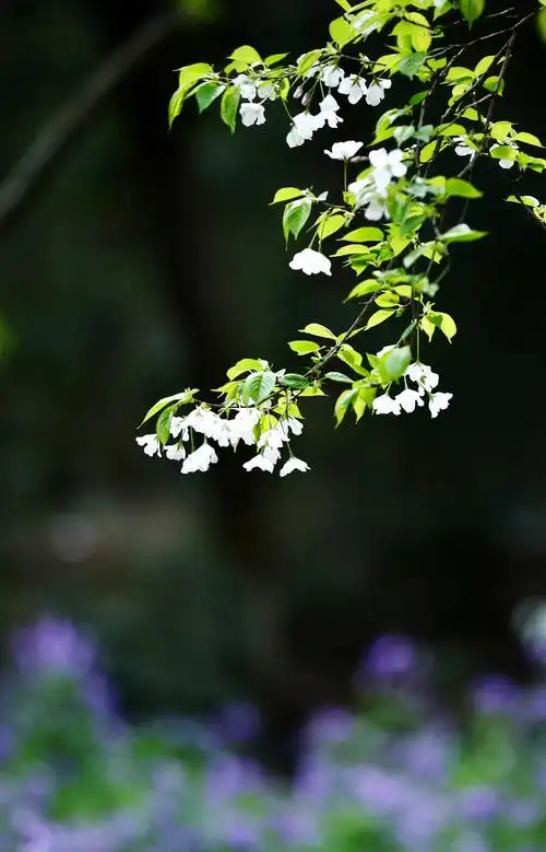 粉白的樱花唯美而又纯净,淡雅而又富有诗意.
