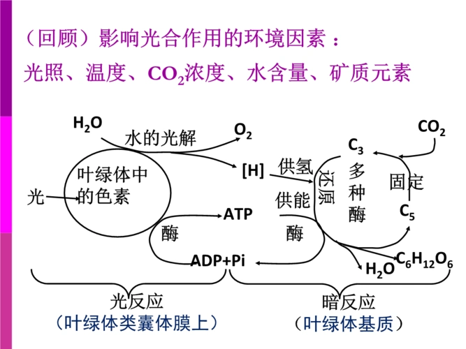 人教版高中生物必修1第五章光合作用的原理和应用(课件共30张ppt).