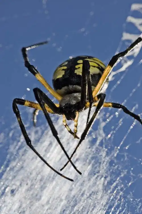 无人,竖图,室外,白天,仰视,昆虫,蜘蛛,注视,一只,动物,观察,看,趴着