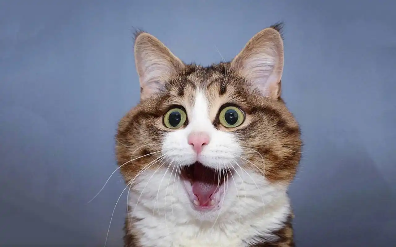 可爱猫咪搞笑表情