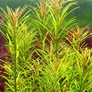 淘满江湖99淘宝20棵细叶牛顿草5元 中景草后景草新手草 鱼缸水草