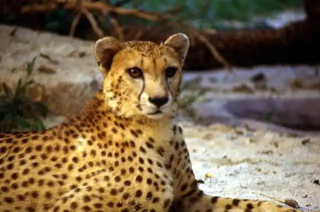 cheetah | flickr – 相片分享!