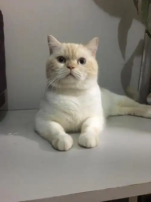 坐标上海松江,给主子找女朋友,英短加菲混血