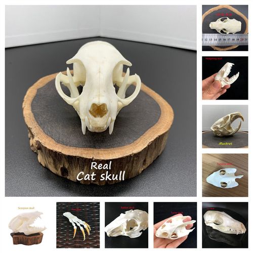 真实动物头骨标本 家居摆件收藏品 科学研究狐狸头骨狗头骨猫头骨