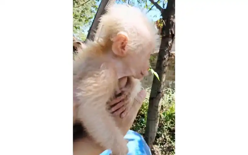 歹毒的白毛小猴子他又来了,看它的面相你就知道这个小猴子有多么歹毒.