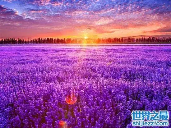 中国十大最美的薰衣草花田,这么美的薰衣草花海你见过吗? .