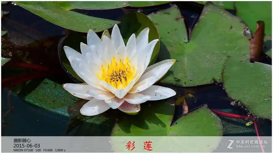 七彩莲花这是真实的色彩很少见