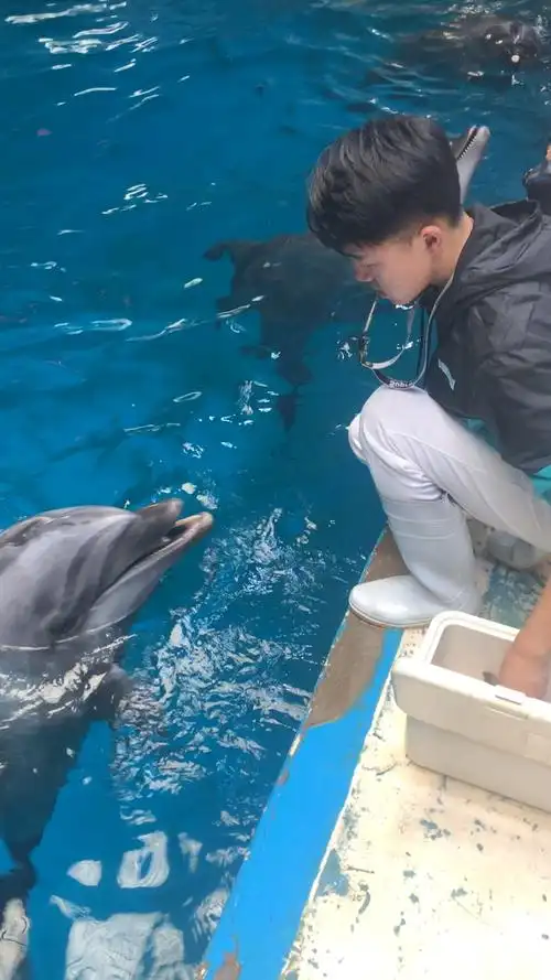 你喜欢的样子我都有#喂小海豚吃饭