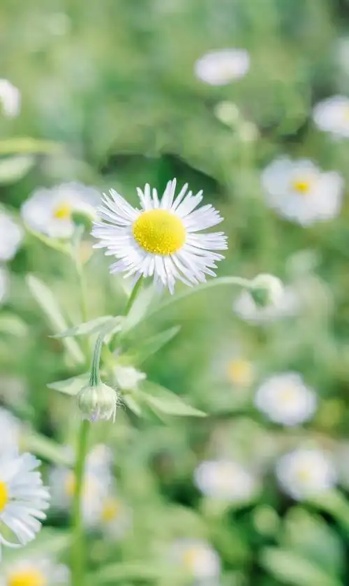 小清新雏菊花盛开,高清图片 - ipad壁纸