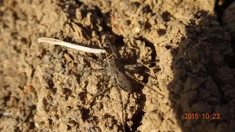 一只正在取食苘麻种子的地红蝽