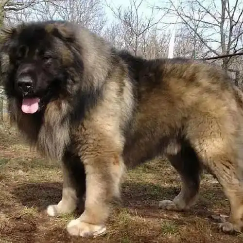 世界十大名犬排行榜(全球知名的十大凶猛名犬)-心语百科