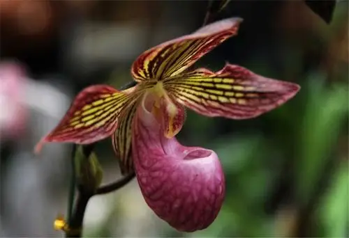 国王兜兰的盛世美颜