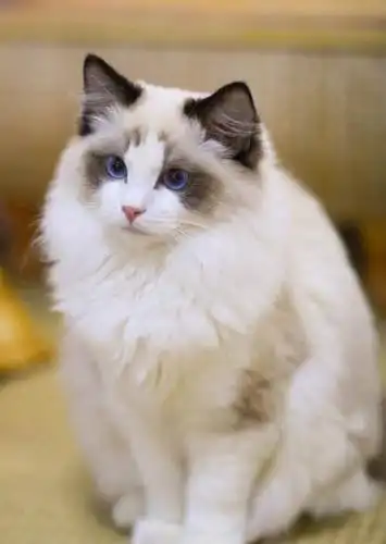 颜值碾压!盛世美颜布偶猫遇上会拍照的主人