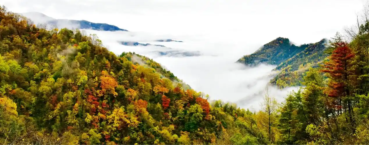 大巴山城口黄安坝彩林风景