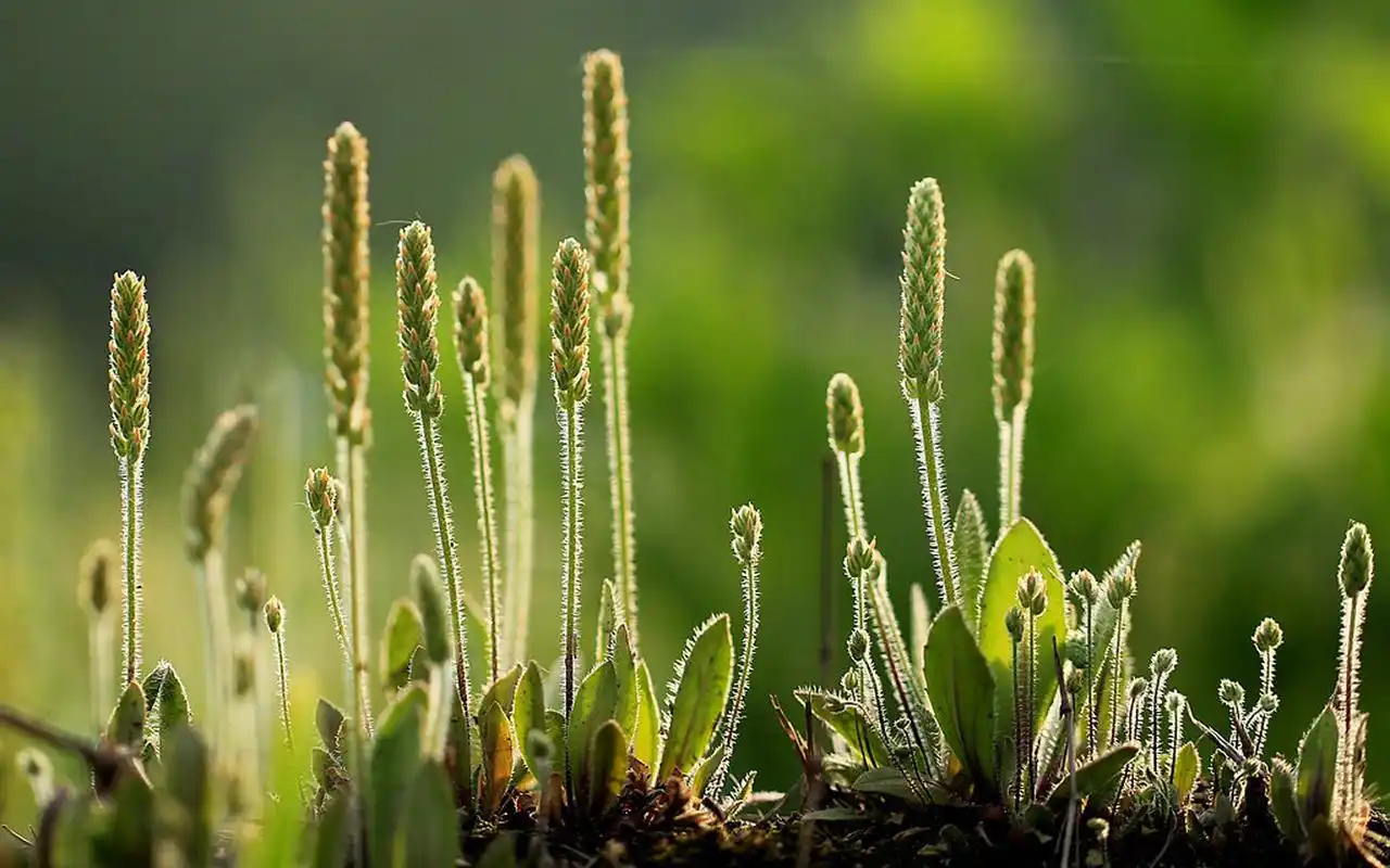清新护眼绿色植物图片桌面壁纸