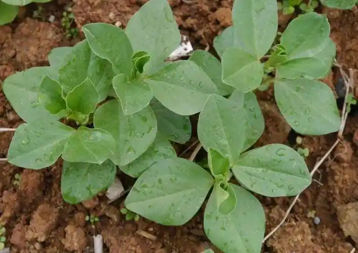 用黑色塑料袋,报纸为蚕豆种子遮挡避光,蚕豆苗会发育得更快哦!-搜狐大