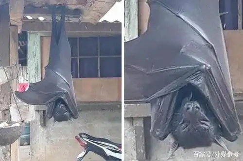 雨棚下「蝙蝠人」熟睡旧照再疯传 外媒揭背后真相