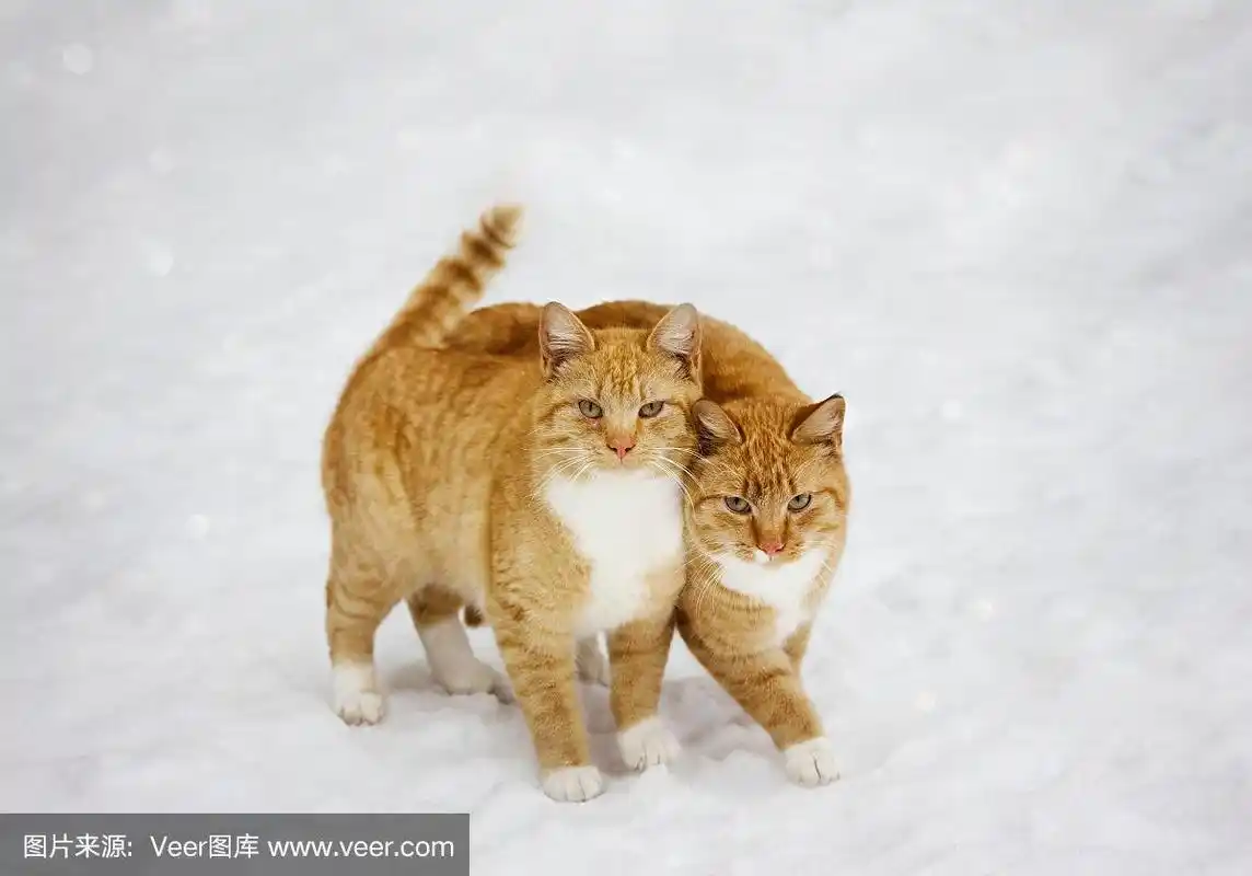 两只猫依偎在户外