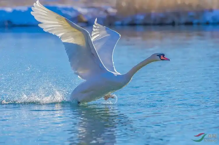 起飞- 重庆版 chongqing 鸟网