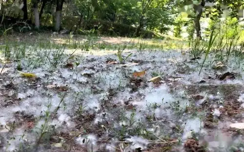 句容漫天杨絮惹人恼?如何应对?官方回应来了