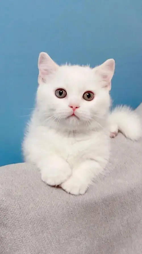 矮脚纯白弟弟 2个半月 家养 静等有缘人