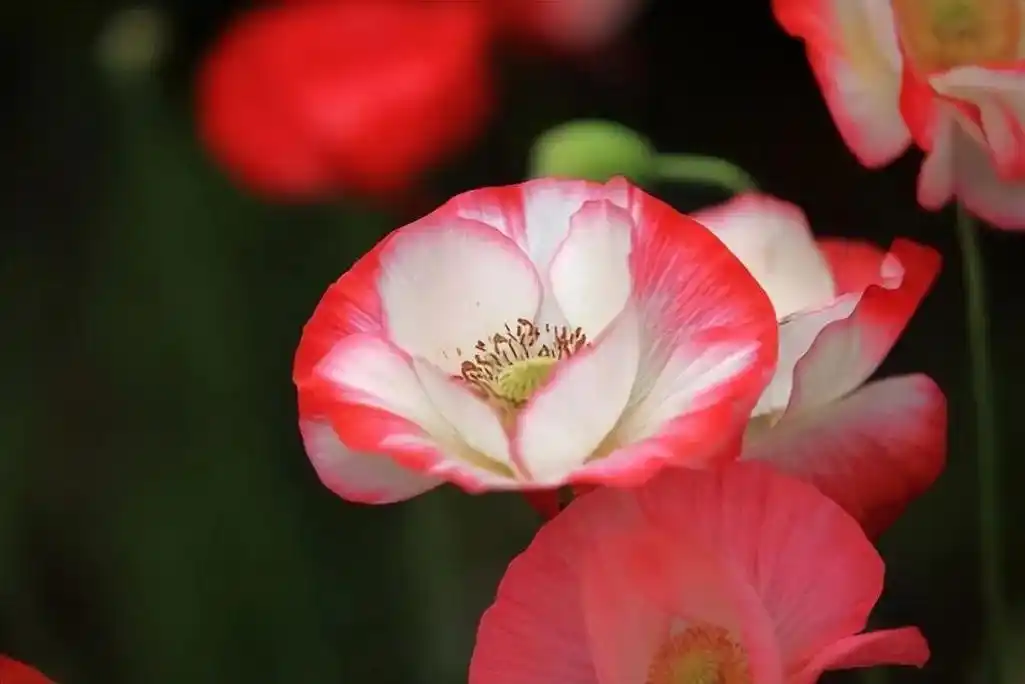 人品越差的人,越喜欢用这3种微信头像