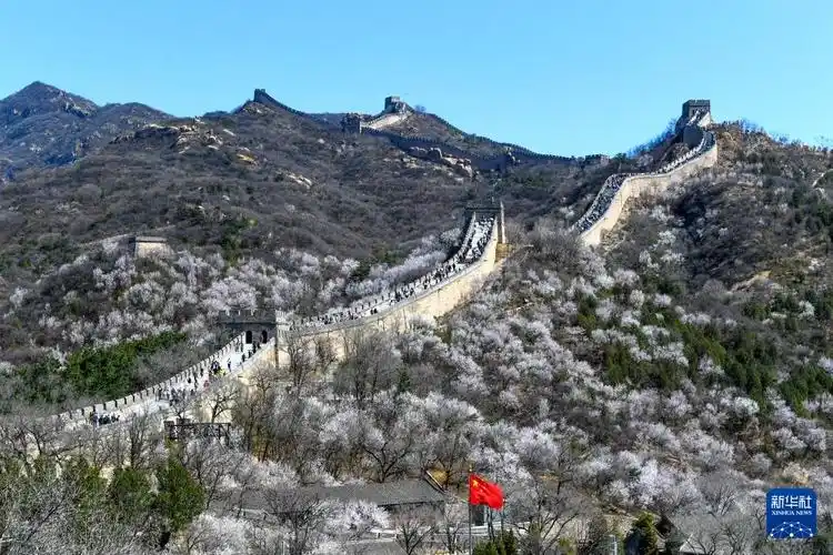四季中国丨春到长城:山花烂漫山河美