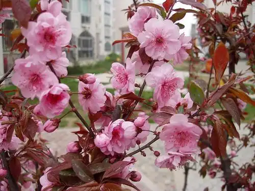 大量供应美人梅落叶小乔木法国引进货源充足量大从优